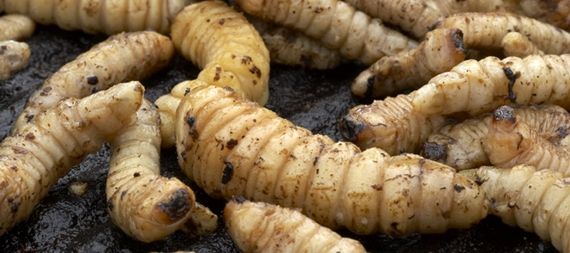 9 Weirdest Food Festival Dishes